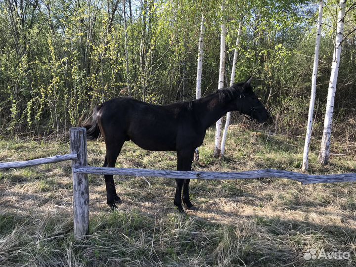 Тракененский жеребчик