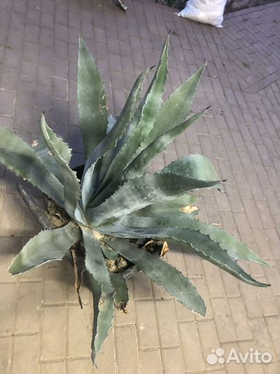 Продаётся цветок «Агава»