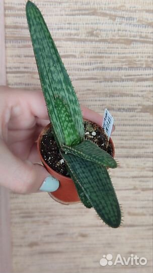 Agave, aloe