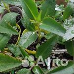 Каланхое лечебное