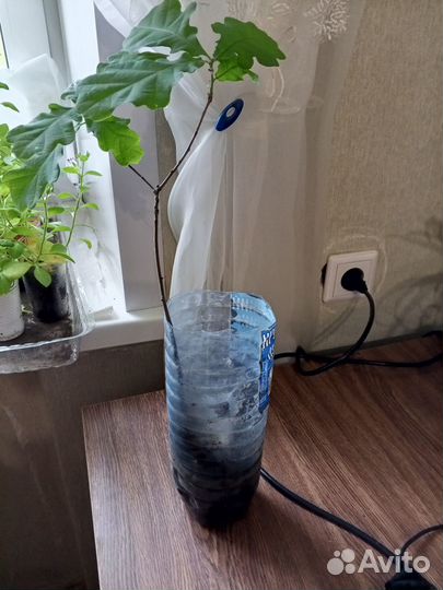 Саженцы дуб