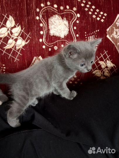 Котята в добрые руки бесплатно