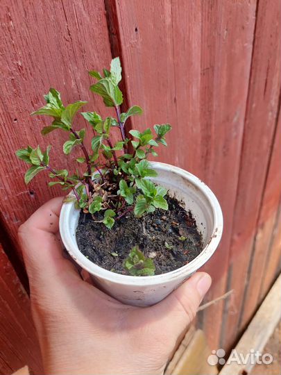 Саженцы самшита вечнозеленного, тархуна