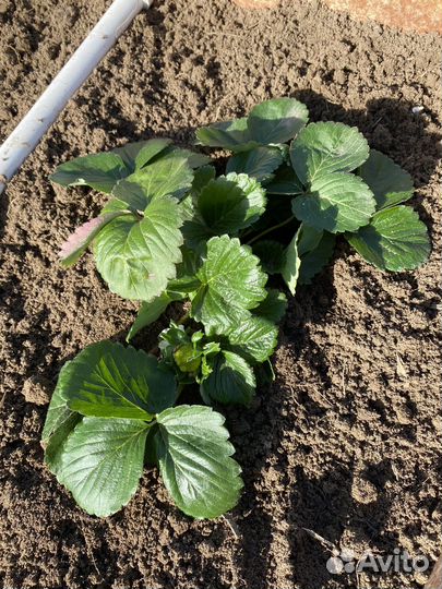 Рассада ремонтантной клубники