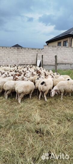 Курдючные бараны