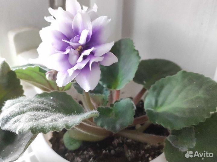 Излишки комнатных растений Фиалка хойя кактус