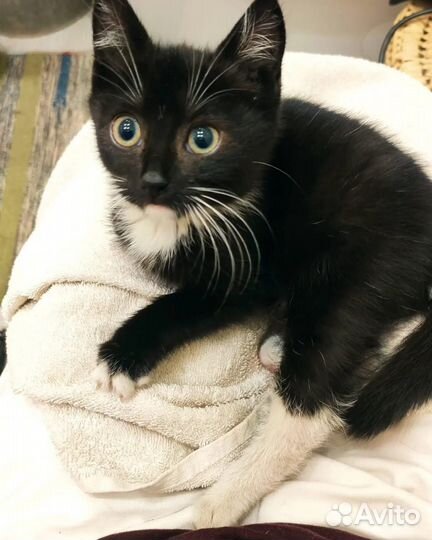 Черный котенок Тотошка