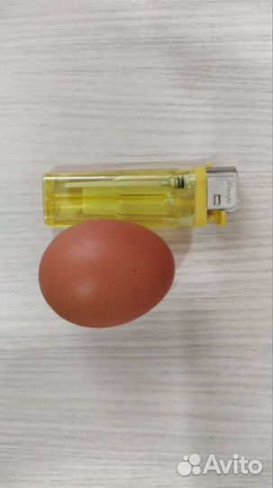 Домашние куриные яйца