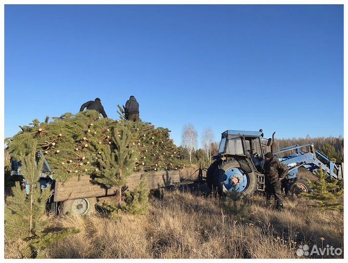Сосна Рождественская