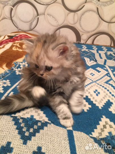 Котята персидские