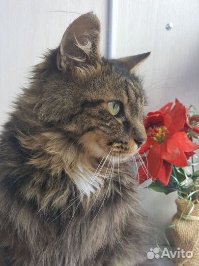 Отдам бесплатно