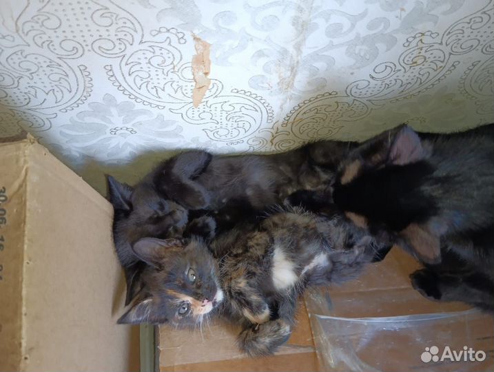 Котята в добрые руки