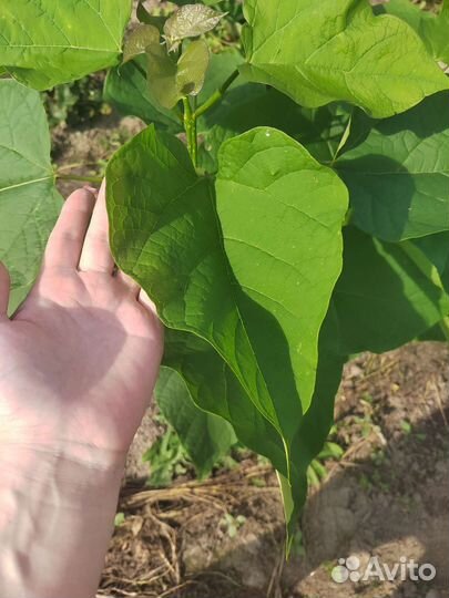 Катальпа саженцы