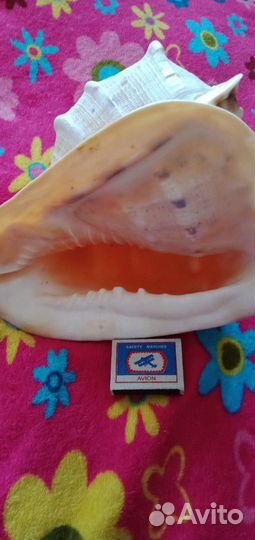 Морская раковина кассис. Куба