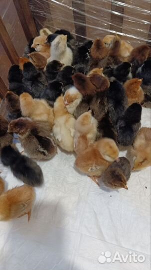 Цыплята домашние