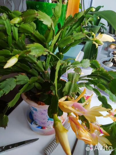 Продаëм излишки сортовых шлюмберг (декабристов)