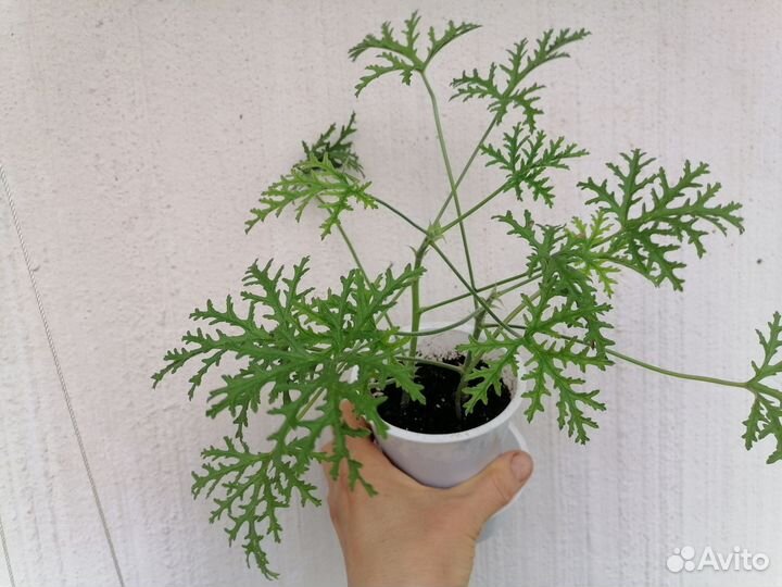 Герань душистая