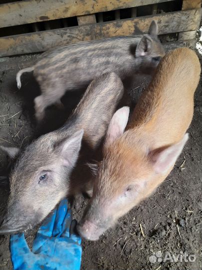 Поросята дикого кабана