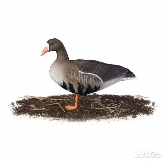 Чучела Белолобый superxpe