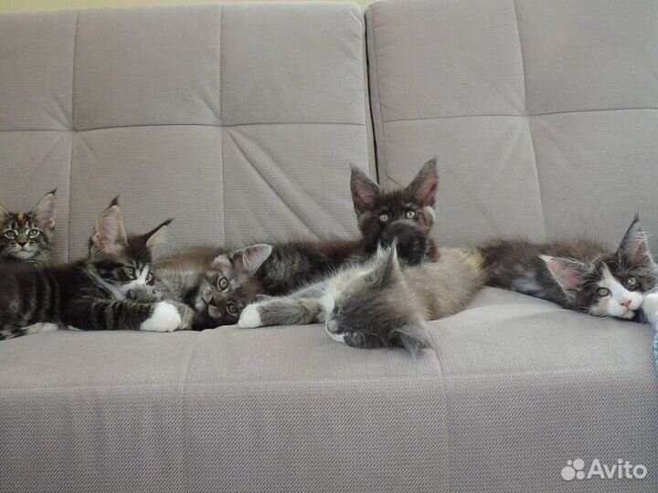 Котята мейн-кун