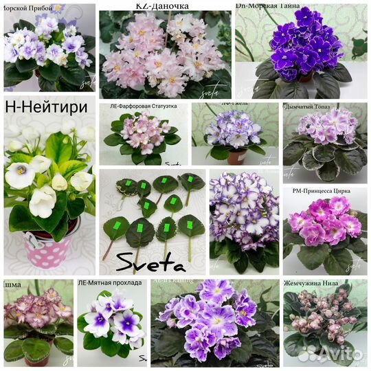 Цветы. Сортовые фиалки