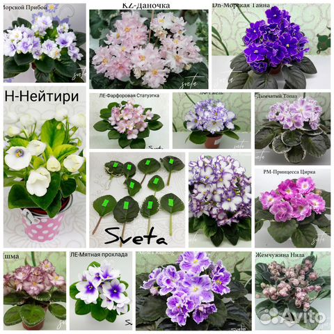 Цветы. Сортовые фиалки