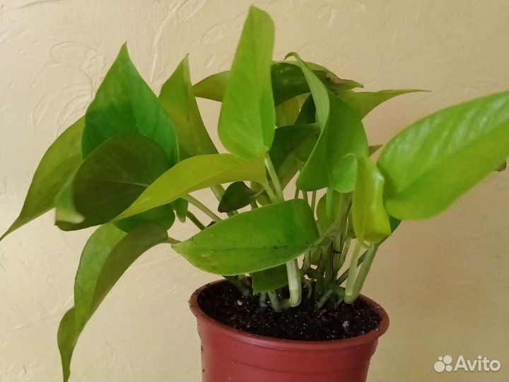 Эпипремнум