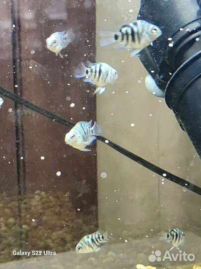 Рыбка сапфировый попугай