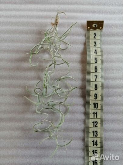 Теландсия уснеевидная кудрявая