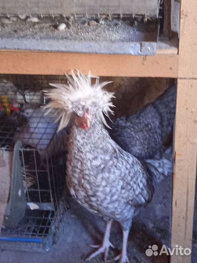 Петушки мини