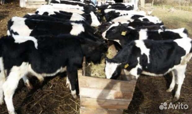 Бычки и телята