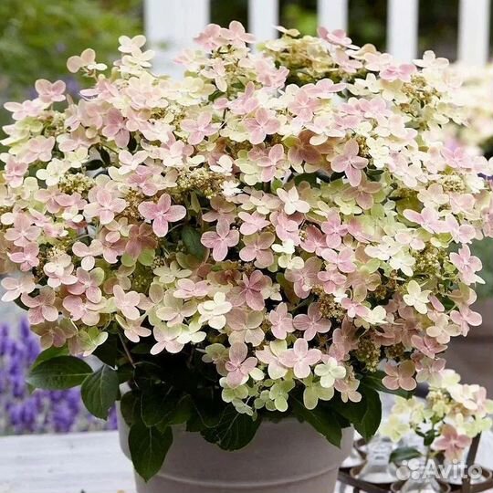 Гортензия метельчатая