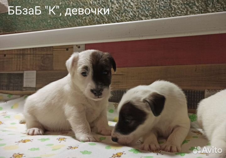 Гладкошерстный фокстерьер