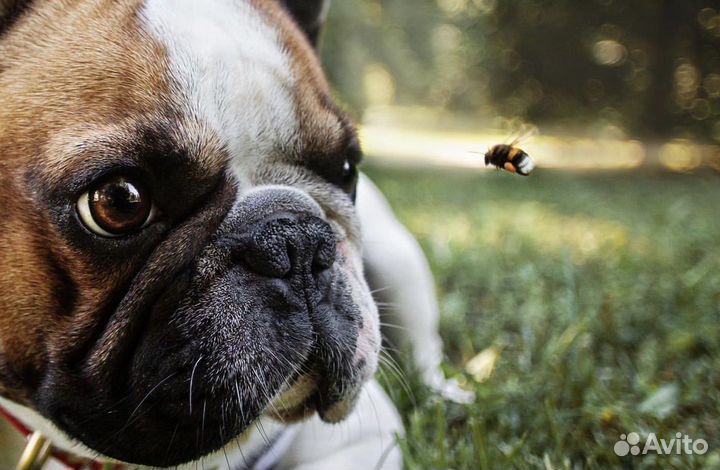 Собака для фотосессии