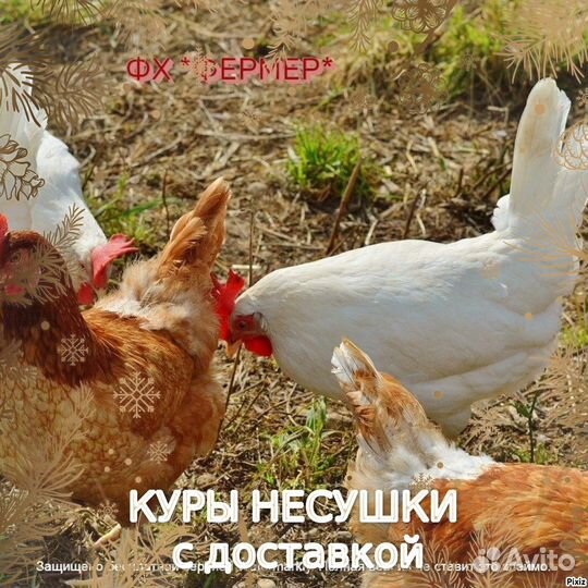 Куры фермерские