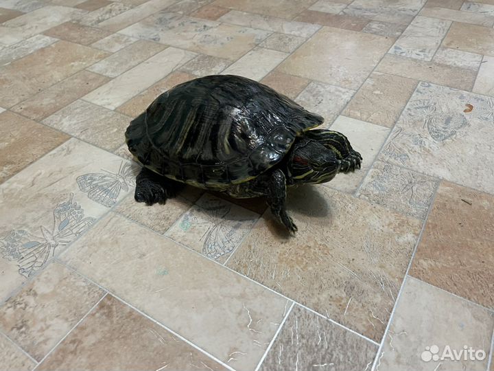 Отдам в добрые руки черепаху