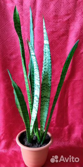 Сансевиерия 