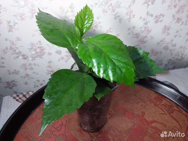 Китайская роза