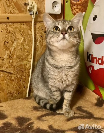 Кошечка Аделина ищет свой дом