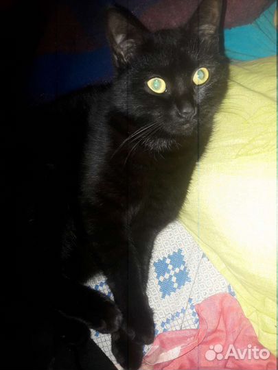 Кошка в дар