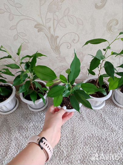Фикусы Бенджамин Наташа в горшочках