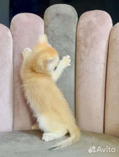 Кошка британская золотая шиншилла шелл ny12