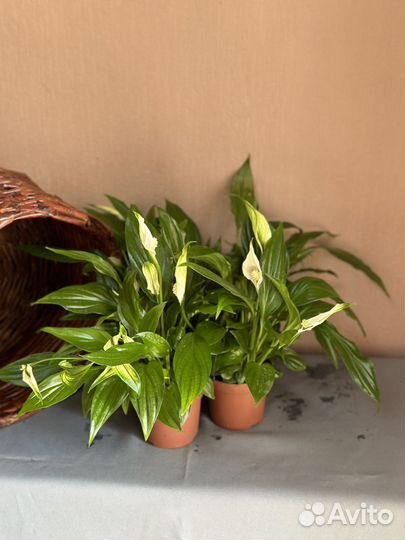 Спатифиллум Real Cupido d9