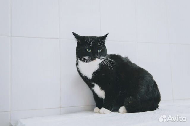 Милан кот ищет дом объявление продам