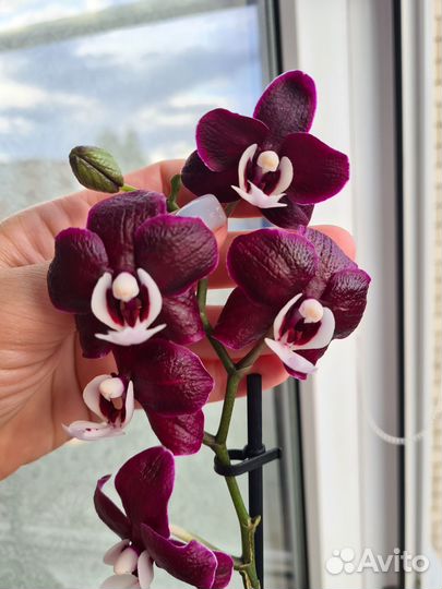 Орхидея фаленопсис Каода