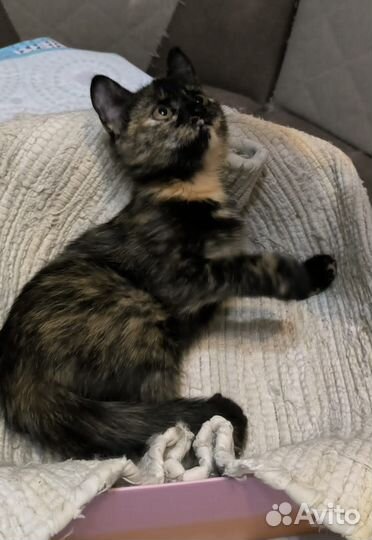 Котёнок девочка ищет дом