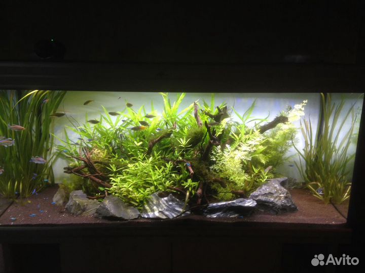 Чистка аквариумов, лечение рыбы, обслуживание