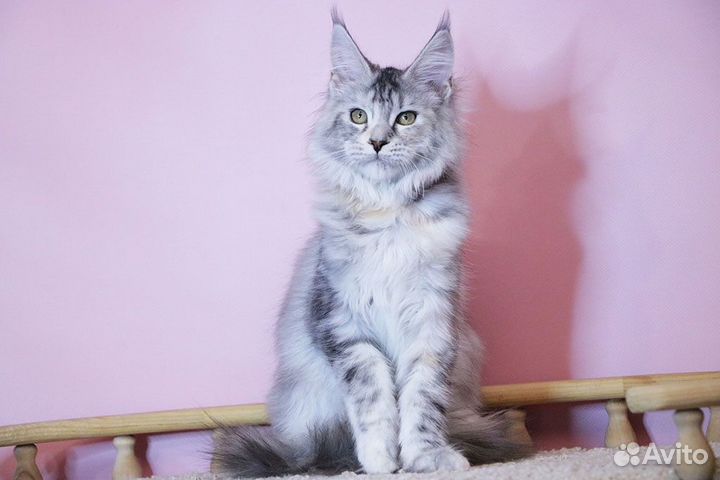 Котята мейн-кун девочка