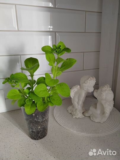 Петуния махровая Дабл Каскад Орхид Мист