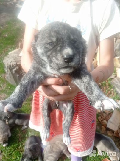 Продам щенков от сао